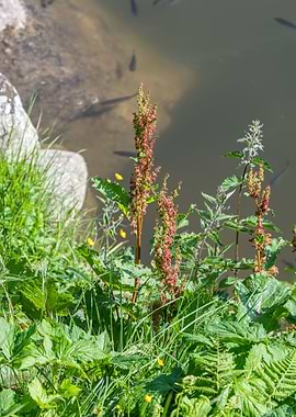 wildflower in summer