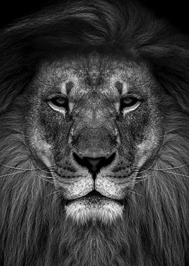 wild lion king face black