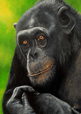 Sapphira chimpanzee