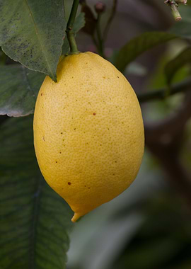 lemon on tree