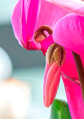 pink cyclamen in bloom