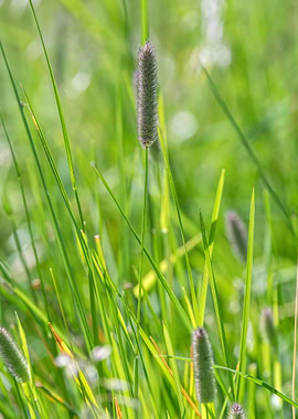 wildflower in summer