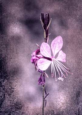 pink flower in the garden