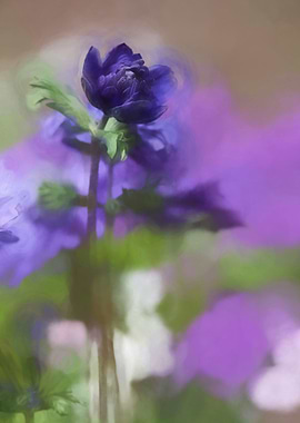 anemone in the garden
