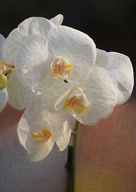orchid on blue background