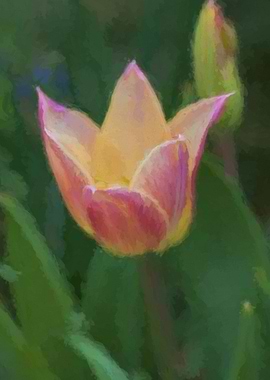 tulip in the garden
