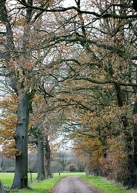 Wild forest empty roads