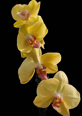 orchid on blue background