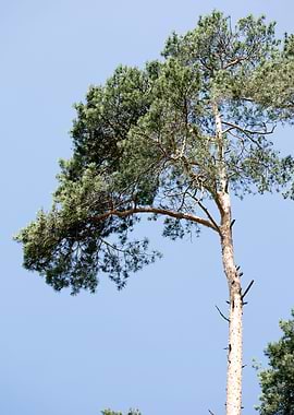 Brombachsee zeltwiese area
