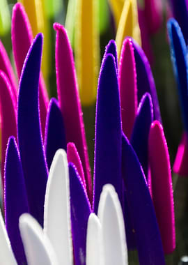 colorful sansevieria