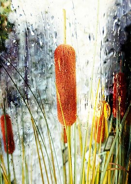 typha wildplant at lake