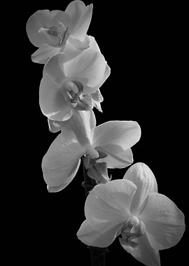 orchid on blue background