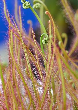 nepenthes carnivorous