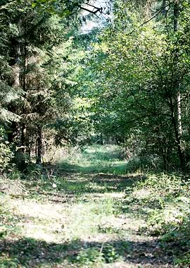 Wild forest empty roads