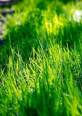 Grass leaves close up