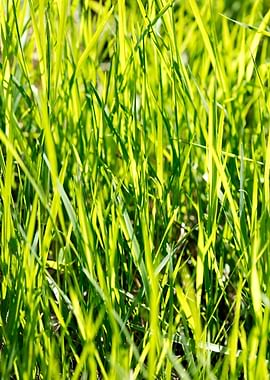 Grass leaves close up