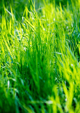 Grass leaves close up