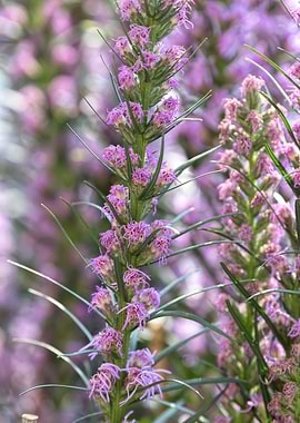liatris spicata flower
