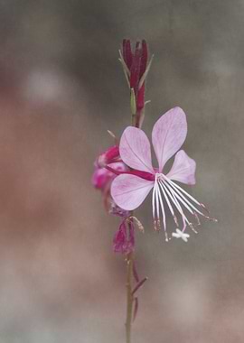 pink flower in the garden