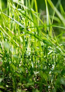 Grass leaves close up