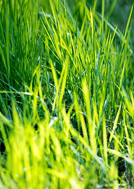 Grass leaves close up
