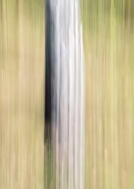 Panning Trees
