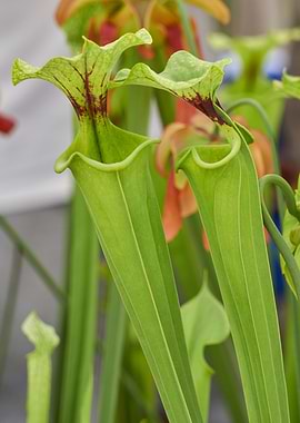 nepenthes carnivorous