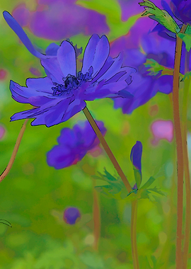 anemone in the garden