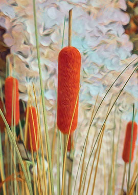 typha wildplant at lake