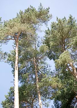 Brombachsee zeltwiese area