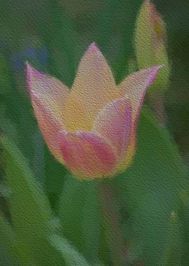 tulip in the garden