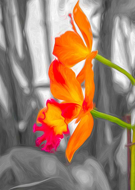 orchid on blue background