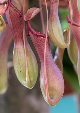 nepenthes carnivorous