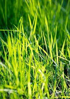 Grass leaves close up