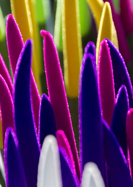 colorful sansevieria