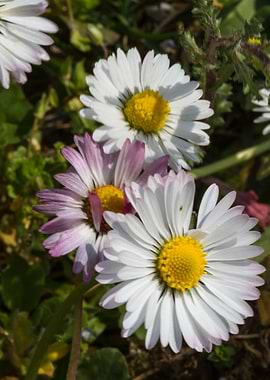 daisies in spring