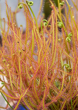 nepenthes carnivorous