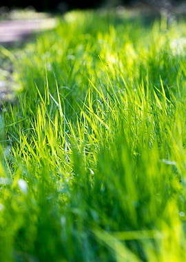 Grass leaves close up