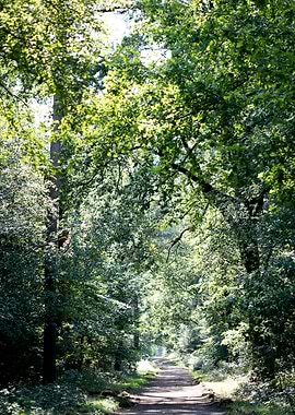 Wild forest empty roads