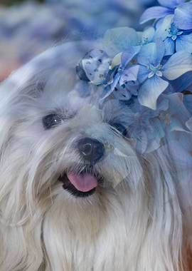 dog and hydrangea