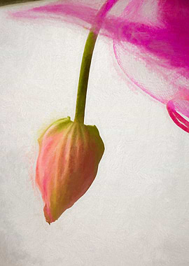 abstract flower in bloom