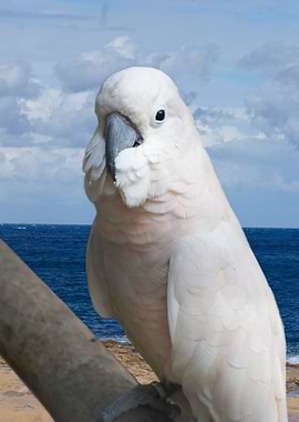 cacatua parrot