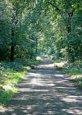 Wild forest empty roads