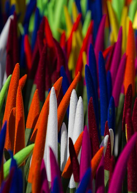 colorful sansevieria