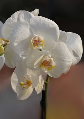 orchid on blue background