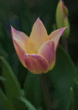 tulip in the garden