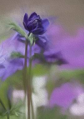 anemone in the garden