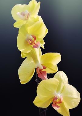 orchid on blue background