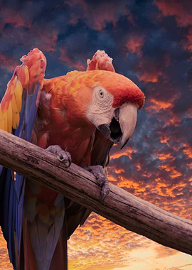parrot
