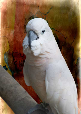 cacatua parrot